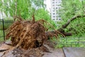 Gigantic fallen poplar tree toppled and cracks in asphalt as a result of the severe hurricane in one of courtyards of Moscow