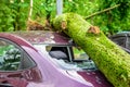 Gigantic fallen tree crushed parked car as a result of the severe hurricane winds in one of courtyards of Moscow