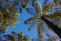 Gigantic ferns