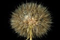 Gigantic fuzzy dandelion against black background