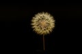 A gigantic fuzzy dandelion, with seeds attatched, forming a fuzzy sphere, againt the black background of a computer screen. Royalty Free Stock Photo