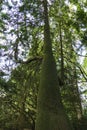 Gigantic Douglas fir with tall shoots