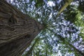 Gigantic Douglas fir with tall shoots