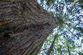 Gigantic Douglas fir with tall shoots