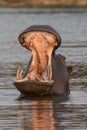 Gigantic hippo opening mouth on the Choebe river Royalty Free Stock Photo