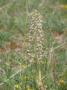 Gigantic inflorescence of Himantoglossum hircinum Royalty Free Stock Photo