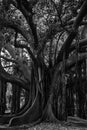 The gigantic and old Ficus of the Botanical Garden of Palermo Royalty Free Stock Photo