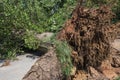 Gigantic old tree lays fallen in park after severe storm
