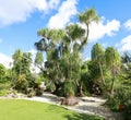 Gigantic pony tail palm trees Royalty Free Stock Photo