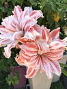 Giant Red and White Striped Amaryllis Double Hippeastrum, Dancing Queen flowers. Royalty Free Stock Photo