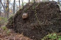 Gigantic root mass of uprooted tree with protruding rock. Royalty Free Stock Photo