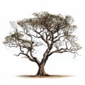 Gigantic Scale Acacia Tree 3d Render In Sepia Tone