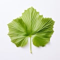 Gigantic Scale: Green Leaf On White Background In Mori Kei Style