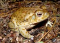 The gigantic Sonoran Desert Toad Royalty Free Stock Photo