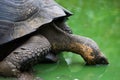 Gigantic tortoise drinks water from a puddle. The Galapagos Islands. Pacific Ocean. Ecuador. Royalty Free Stock Photo