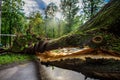 Gigantic tree with a huge crack fallen across the road as a result of the severe hurricane winds in one of courtyards of Moscow