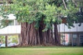 Gigantic tree with its characteristic trunk of fig trees