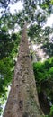 Gigantic Tree at the Kebun Raya Bogor