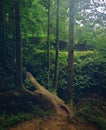 Gigantic tree in forest, with trunk on the ground Royalty Free Stock Photo