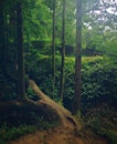 Gigantic tree in forest, with trunk on the ground