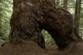 A gigantic tree trunk with rough brown bark that forms an arch that can be walked through.