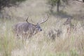 Gigantic whitetail buck with huge antler spread following a doe