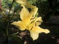 Gigantic Yellow lily flower in the garden Royalty Free Stock Photo