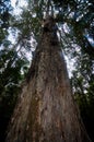 A gigantic yellowood stretching upward