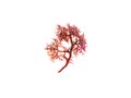 Gigartina pistillata red seaweed branch isolated on white. Transparent png additional format Royalty Free Stock Photo