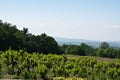 Gigondas' Vineyards Royalty Free Stock Photo