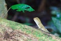 Gila, eating butterfly on wood in tropical forest Asia in Thailand. focus at eyes