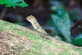 Gila, eating butterfly on wood in tropical forest Asia in Thailand. focus at eyes