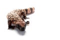 Gila monster Royalty Free Stock Photo