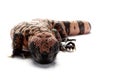Gila monster Royalty Free Stock Photo