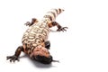Gila monster Royalty Free Stock Photo
