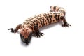 Gila monster Royalty Free Stock Photo