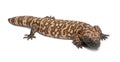 Gila monster - Heloderma suspectum Royalty Free Stock Photo