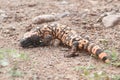 Gila Monster (Heloderma suspectum) Royalty Free Stock Photo