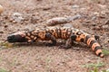 Gila Monster (Heloderma suspectum) Royalty Free Stock Photo