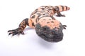 Gila monster, Heloderma suspectum cinctum Royalty Free Stock Photo