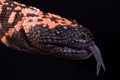 Gila monster Heloderma suspectum Royalty Free Stock Photo