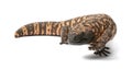 Gila monster - Heloderma suspectum, poisonous Royalty Free Stock Photo