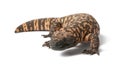 Gila monster - Heloderma suspectum, poisonous Royalty Free Stock Photo