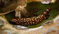 Gila monster Heloderma suspectum takes a bath. Stuttgart, Wilhelma. Wilhelma, Stuttgart