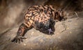 Gila monster Heloderma suspectum venomous lizard with Tongue Extended Royalty Free Stock Photo