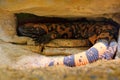 Gila monster, Heloderma suspectum, venomous lizard from USA and Mexiko hidden in rock cave. Sunny day in stone and sand desert. Da Royalty Free Stock Photo