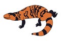 Gila Monster illustration vector.Lizard vector Royalty Free Stock Photo