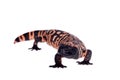 Gila Monster isolated on white Royalty Free Stock Photo