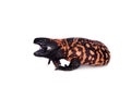 Gila Monster isolated on white Royalty Free Stock Photo