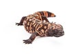 Gila Monster Lizard Isolated on White Royalty Free Stock Photo